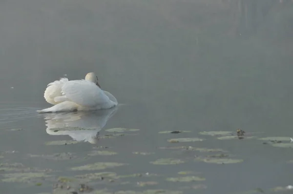 Cisne Mudo Grande Pássaro Água Branca Flutuando Lago — Fotografia de Stock