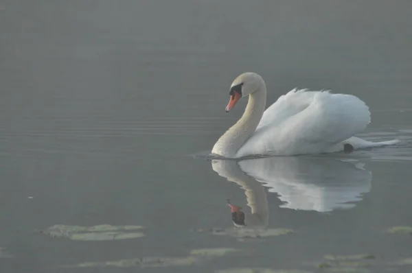 Mute Swan Pasăre Mare Apă Albă Plutind Lac — Fotografie, imagine de stoc