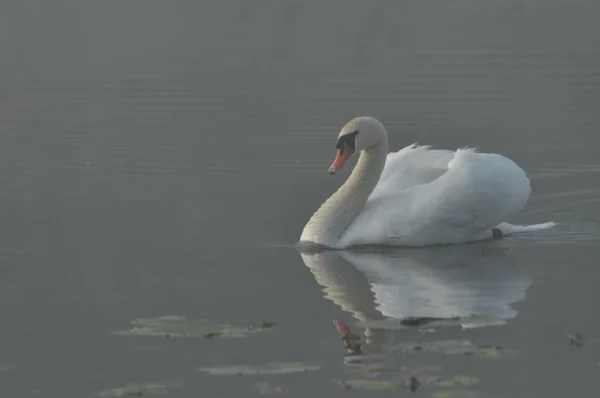 Cisne Mudo Pájaro Grande Agua Blanca Flotando Lago — Foto de Stock