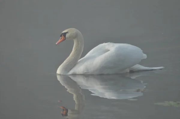 Cisne Mudo Pájaro Grande Agua Blanca Flotando Lago —  Fotos de Stock