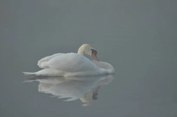 Cisne Mudo Grande Pássaro Água Branca Flutuando Lago — Fotografia de Stock