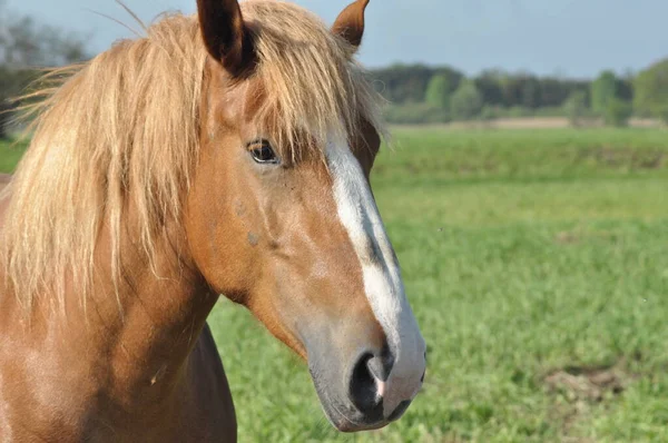 Cheval Bataille Pâturage Dans Pâturage Pré Dans Vallée Bug — Photo