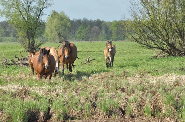 Koń Pociągowy Wypas Pastwisku Łąki Dolinie Bug — Zdjęcie stockowe