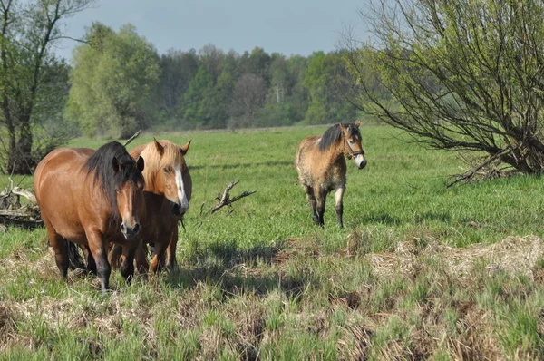 Workhorse Grazing Pasture Meadow Valley Bug — Stock Photo, Image