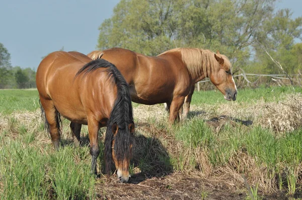 Workhorse Grazing Pasture Meadow Valley Bug — Stock Photo, Image