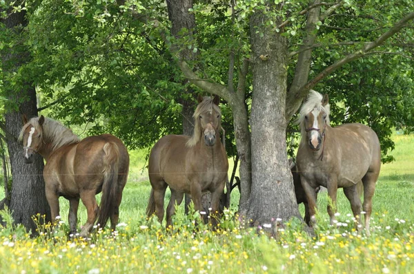 Workhorse Grazing Pasture Meadow Valley Bug — Stock Photo, Image