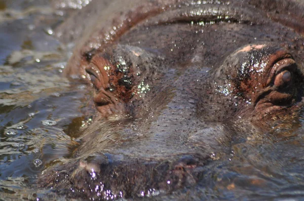 Ιπποπόταμος Επιπλέει Στο Νερό Ένα Μεγάλο Ζώο Που Ζουν Στην — Φωτογραφία Αρχείου