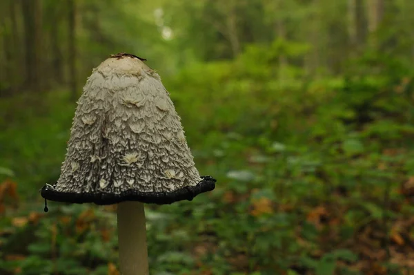 Mantar Organlarının Olgun Aspergillus Bialowieza Orman Birincil Orman — Stok fotoğraf