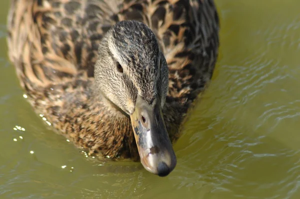 Mallard Duck Uccello Selvatico Che Galleggia Sul Lago Ritratto Dell — Foto Stock