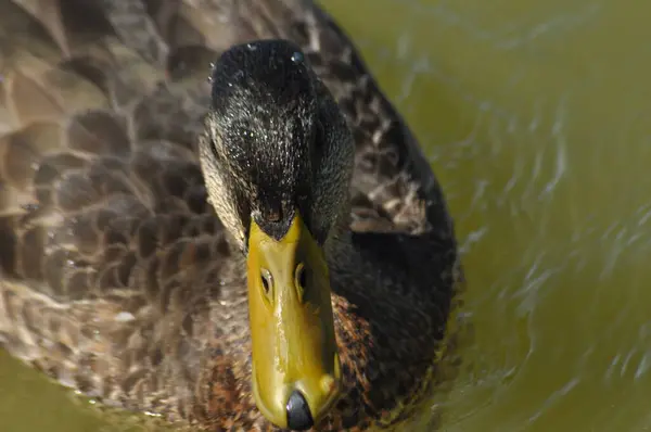 Mallard Duck Pájaro Salvaje Flotando Lago Retrato Del Animal —  Fotos de Stock