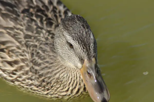 マガモ 野生の鳥は 湖に浮かぶ 動物の肖像画 — ストック写真