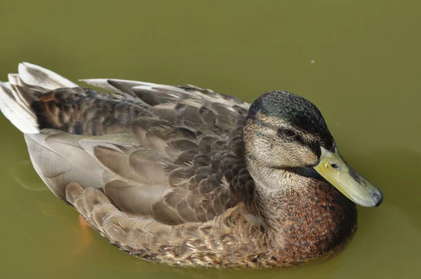 マガモ 野生の鳥は 湖に浮かぶ 動物の肖像画 — ストック写真