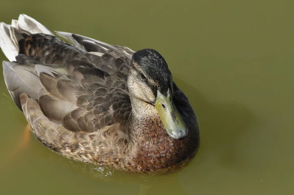 Mallard Duck Uccello Selvatico Che Galleggia Sul Lago Ritratto Dell — Foto Stock