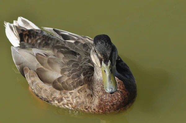 Pato Mallard Pássaro Selvagem Flutuar Lago Retrato Animal — Fotografia de Stock