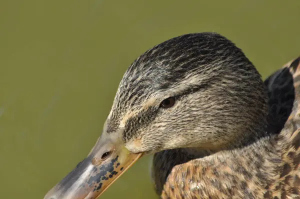 マガモ 野生の鳥は 湖に浮かぶ 動物の肖像画 — ストック写真