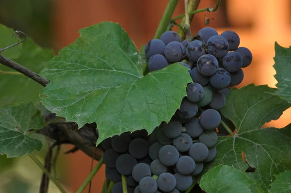 Ramo Uvas Púrpuras Colgando Vid Sobre Fondo Hojas Verdes —  Fotos de Stock