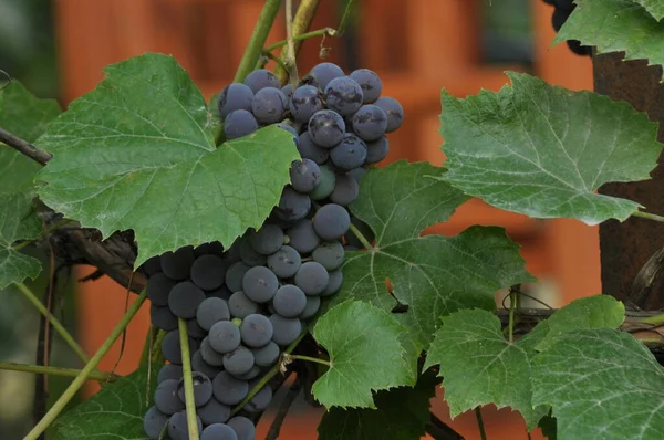 Stelletje Paarse Druiven Opknoping Wijnstok Een Achtergrond Van Groene Bladeren — Stockfoto