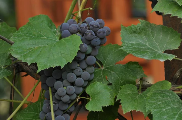 Ramo Uvas Púrpuras Colgando Vid Sobre Fondo Hojas Verdes —  Fotos de Stock