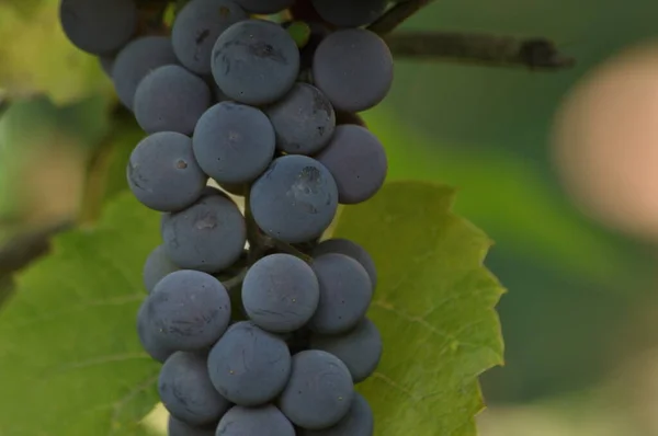 Mazzo Uva Viola Appeso Alla Vite Uno Sfondo Foglie Verdi — Foto Stock