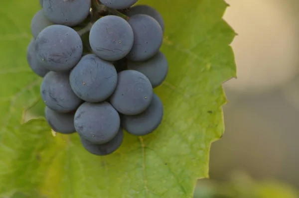 Ramo Uvas Púrpuras Colgando Vid Sobre Fondo Hojas Verdes —  Fotos de Stock