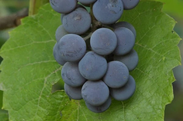 Kiść Winogron Fioletowy Wiszące Winorośli Tle Zielonych Liści — Zdjęcie stockowe