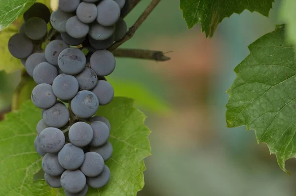 Ramo Uvas Púrpuras Colgando Vid Sobre Fondo Hojas Verdes —  Fotos de Stock