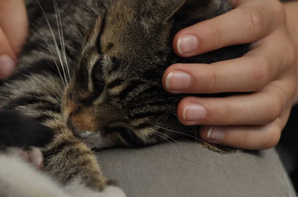 Bir kızın kucağında oturan küçük yavru kedi. Evde beslenen hayvan okşayarak ve maskot, sarılma.