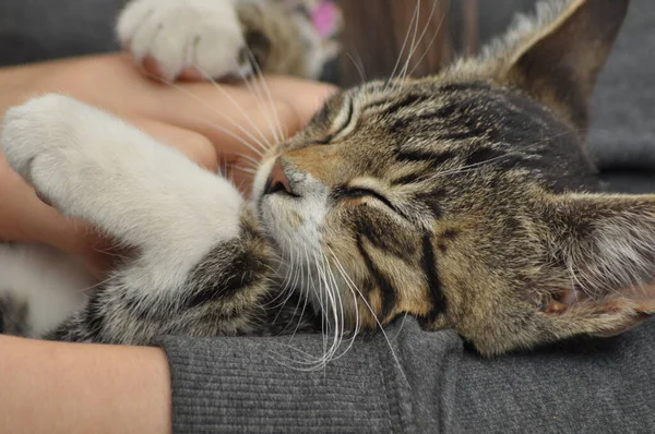 Pequeño Gatito Sentado Regazo Una Chica Acariciar Abrazar Mascota Mascota —  Fotos de Stock