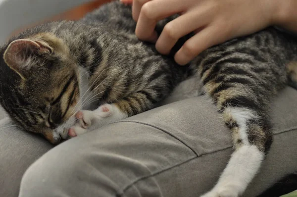 Small Kitten Sitting Girl Lap Stroking Hugging Mascot Pet — Stock Photo, Image