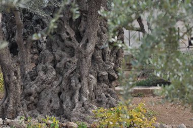Zeytin Bahçesi. Gethsemane, İsa 'nın dua ettiği ve dua ettiği yer. Olive Hill 'deki kutsal bahçe, Hristiyanların kutsal mekanı..