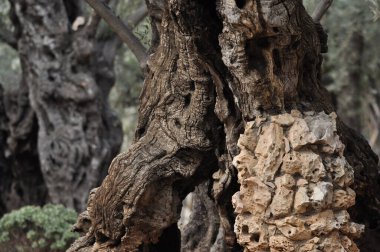 Zeytin Bahçesi. Gethsemane, İsa 'nın dua ettiği ve dua ettiği yer. Olive Hill 'deki kutsal bahçe, Hristiyanların kutsal mekanı..
