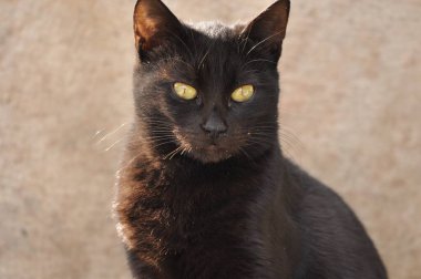 Kudüs 'te taş bir levhada oturan dikey gözbebekleri ve sarı süsen çiçekleri olan kara kedi..