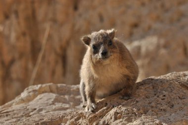 İsrail 'deki Ein Gedi Ulusal Parkı' nda Rock Hyrax. Korunan vahşi hayvanlar yiyecek ve çevik ağaçlara ve kayalara tırmanır..