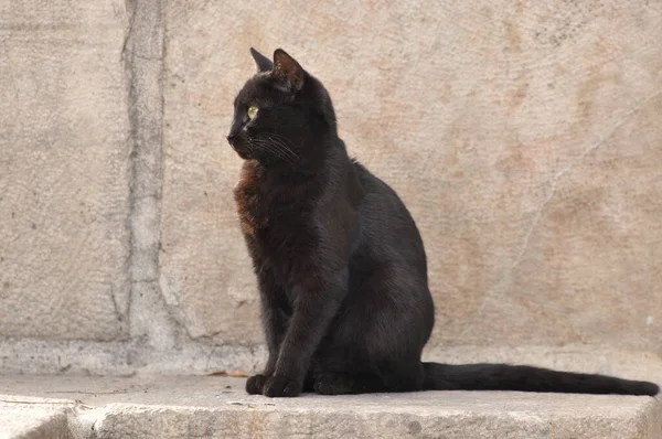 Schwarze Katze Mit Vertikalen Pupillen Und Gelber Iris Sitzt Auf — Stockfoto