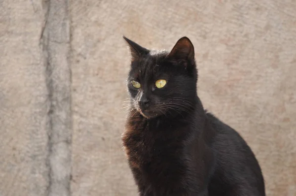 Fekete Macska Függőleges Pupillákkal Sárga Írisz Egy Kőlapon Jeruzsálemben — Stock Fotó