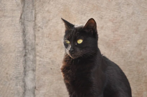 Gato Preto Com Pupilas Verticais Íris Amarela Sentado Uma Laje — Fotografia de Stock