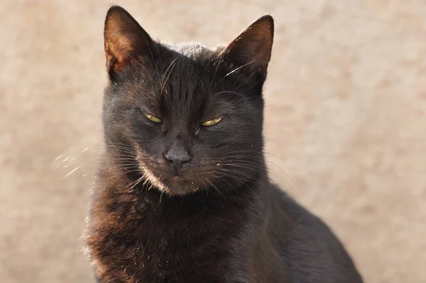 Czarny Kot Pionowymi Źrenicami Żółtą Tęczówką Siedzący Kamiennej Płycie Jerozolimie — Zdjęcie stockowe