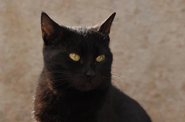 Black Cat Vertical Pupils Yellow Iris Sitting Stone Slab Jerusalem — Stock Photo, Image