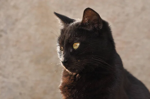 Svart Katt Med Vertikala Pupiller Och Gul Iris Sittande Stenplatta — Stockfoto