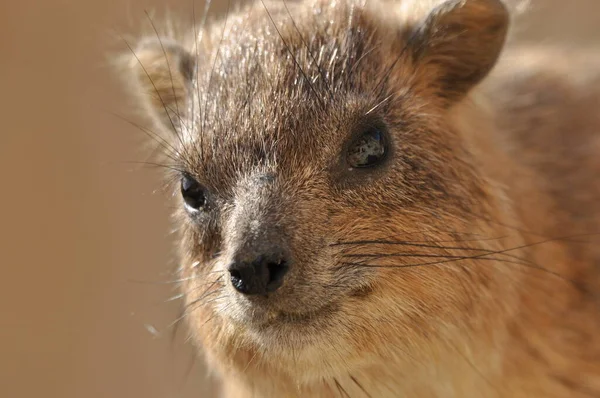 イスラエルのEin Gedi国立公園内のロックハイラックス 保護された野生動物の飼料や俊敏な登る木や岩 — ストック写真