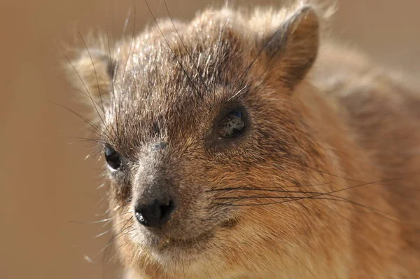 Rock Hyrax Národním Parku Ein Gedi Izraeli Chráněná Divoká Zvířata — Stock fotografie