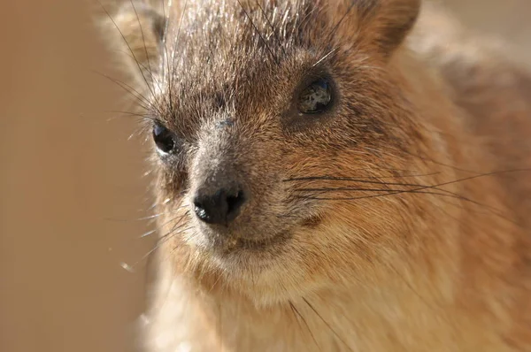 イスラエルのEin Gedi国立公園内のロックハイラックス 保護された野生動物の飼料や俊敏な登る木や岩 — ストック写真