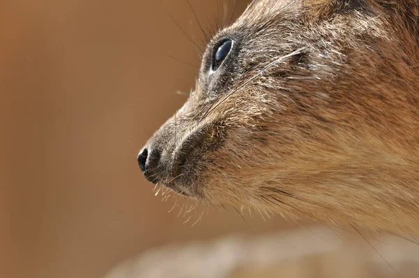 以色列Ein Gedi国家公园的岩石鬣蜥 受保护的野生动物饲料和敏捷爬树爬石 — 图库照片