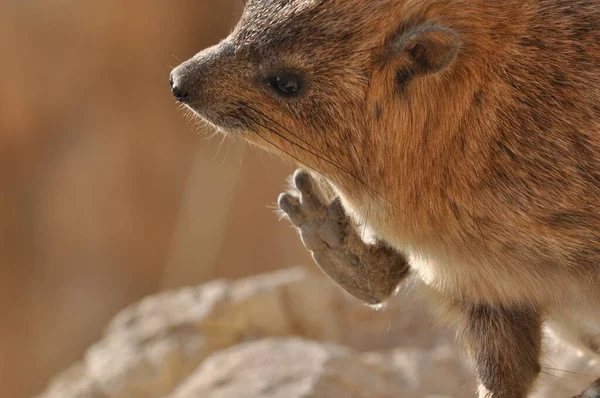 Rock Hyrax Parque Nacional Ein Gedi Israel Animais Selvagens Protegidos — Fotografia de Stock