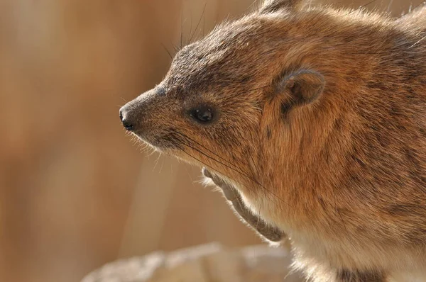 Hyrax Rocheux Dans Parc National Ein Gedi Israël Animaux Sauvages — Photo