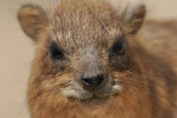 イスラエルのEin Gedi国立公園内のロックハイラックス 保護された野生動物の飼料や俊敏な登る木や岩 — ストック写真