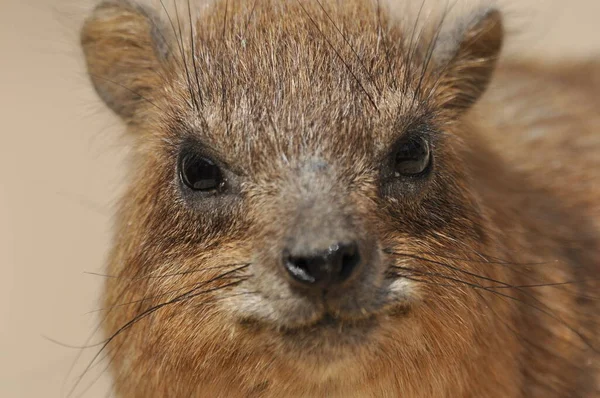 イスラエルのEin Gedi国立公園内のロックハイラックス 保護された野生動物の飼料や俊敏な登る木や岩 — ストック写真