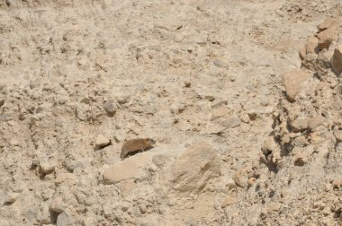 İsrail 'deki Ein Gedi Ulusal Parkı' nda Rock Hyrax. Korunan vahşi hayvanlar yiyecek ve çevik ağaçlara ve kayalara tırmanır..