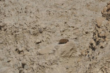 İsrail 'deki Ein Gedi Ulusal Parkı' nda Rock Hyrax. Korunan vahşi hayvanlar yiyecek ve çevik ağaçlara ve kayalara tırmanır..