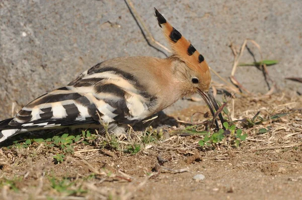 Wiedehopf Beim Fressen Auf Einem Rasen Israel Ein Ausgewachsener Vogel — Stockfoto